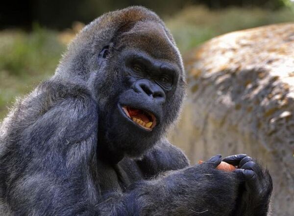 El gorila macho más viejo del mundo muere en el zoo de Atlanta