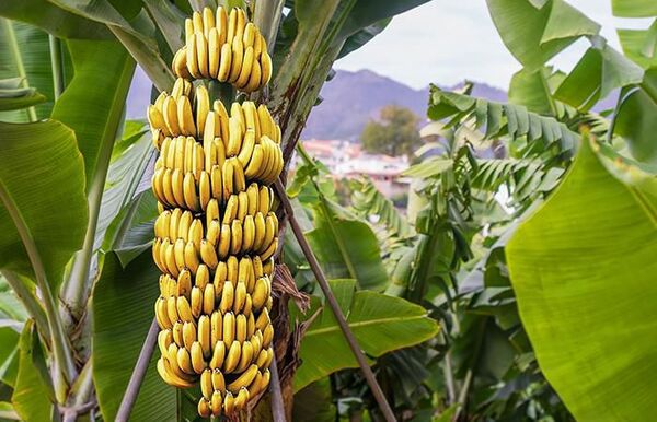 Obtienen hidrógeno a partir de cáscaras de banana - Ciencia - ABC Color
