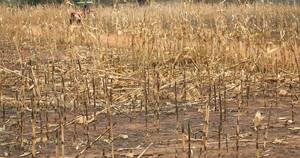 La Nación / UGP pide medidas ante emergencias por la sequía
