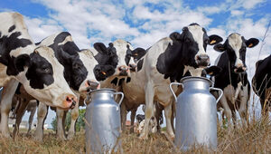 Sequía pone en peligro el abastecimiento sostenido de leche