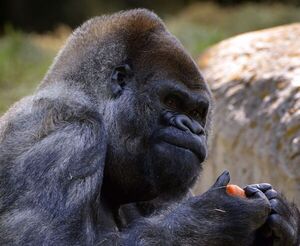 Tristeza en el zoo: muere el gorila macho más viejo del mundo - Ciencia - ABC Color