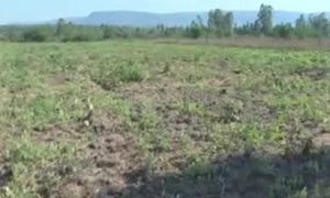 Consecuencia de la sequía: Golpe a la economía paraguaya - SNT