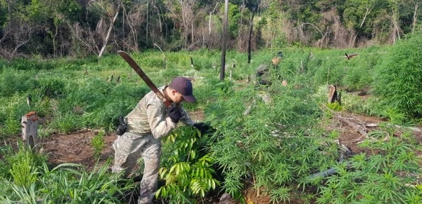 Diario HOY | Antidrogas realizan operativos de eliminación de cultivos de marihuana en Amambay