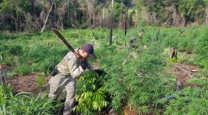 Antidrogas realizan operativos de eliminación de cultivos de marihuana en Amambay