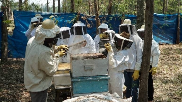 Diario HOY | Familias productoras de Independencia Verde cosechan miel por primera vez