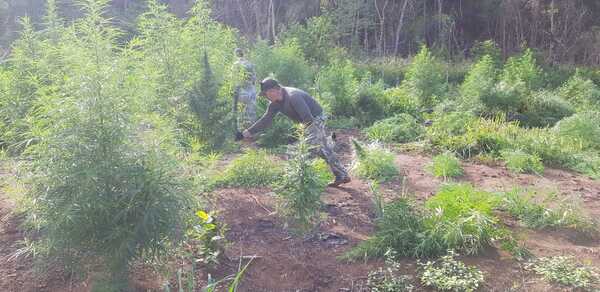 Tras operativos eliminan más de 16 toneladas de marihuana en Amambay - ADN Digital