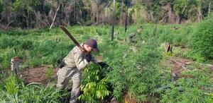 Anulan más de 16 toneladas de marihuana en Amambay - Megacadena — Últimas Noticias de Paraguay