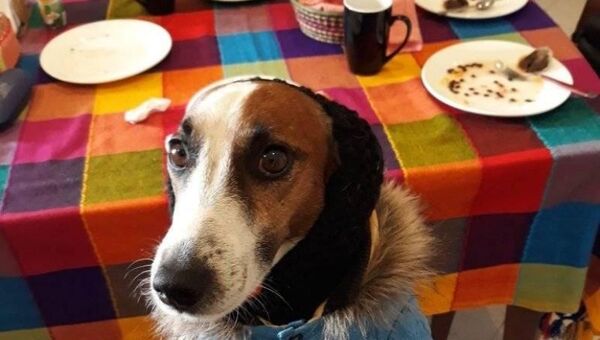 Más hoteles caninos porque aumentó responsabilidad en tenencia de mascotas