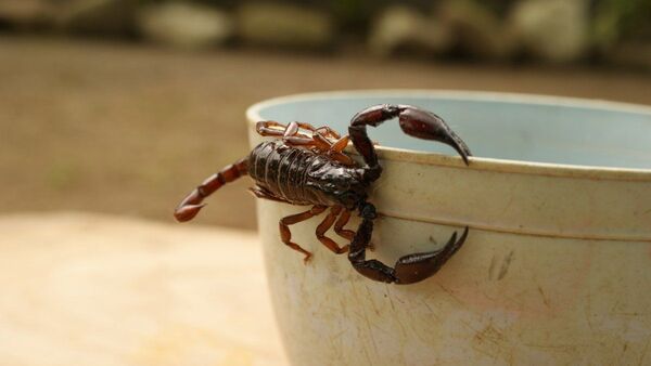 Salud alerta aparición de alacranes en verano y emite recomendaciones