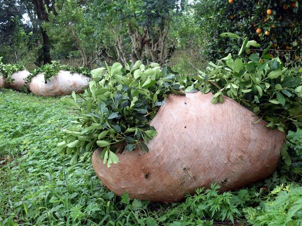 Puede menguar oferta de la yerba mate
