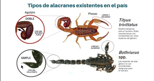 ¡Cuidado con los alacranes! Esto tenés que saber