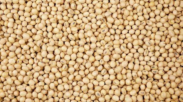 Mercado de Chicago: la soja subió 12 dólares debido a la sequía en Sudamérica