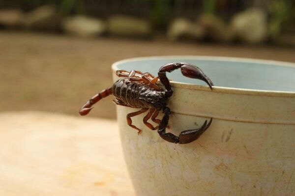 Salud alerta aparición de alacranes en verano y emite recomendaciones