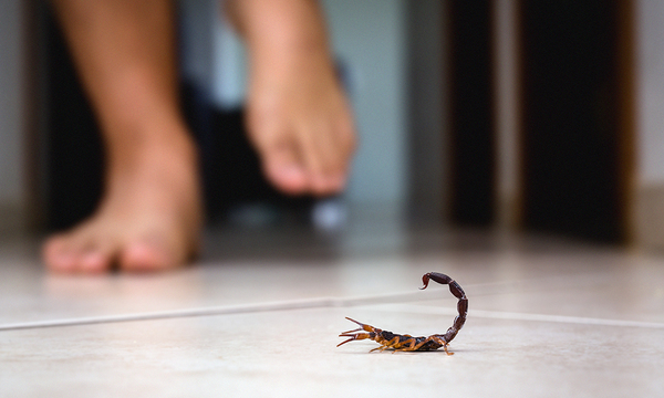 Alertan aparición de alacranes temporadas de mucho calor - OviedoPress