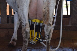 Producción de leche en tambos baja hasta 60% por estrés térmico