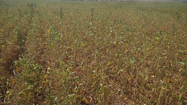 Productores aprovechan las lluvias para cultivar soja y maíz zafriña
