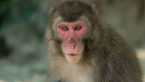 Una insólita hembra alfa lidera un grupo de macacos en Japón