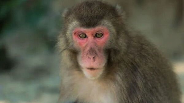 Una insólita hembra alfa lidera un grupo de macacos en Japón