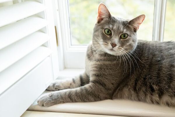 Willow, una gata atigrada, la nueva mascota de los Biden en la Casa Blanca - Mascotas - ABC Color