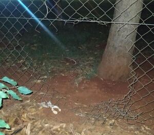 Guardia fue herido por un solitario ladrón - ABC en el Este - ABC Color