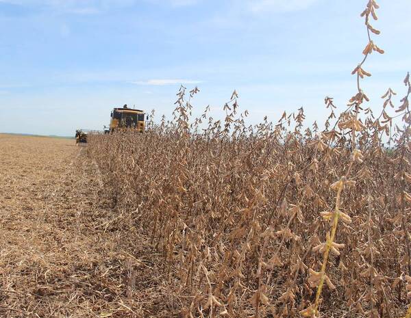 Agricultores en “situación desesperante” por el clima ya apuestan a la zafriña de soja y maíz