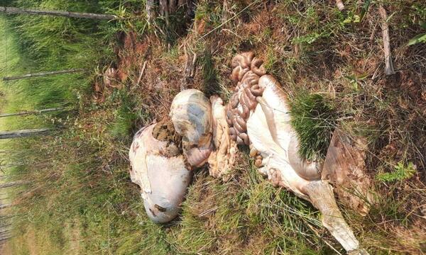 Abigeos faenan dos vacas preñadas en San José de los Arroyos – Prensa 5