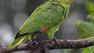 Harán censo de los loros del país mañana
