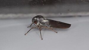 Descubierta una nueva especie de insecto "increíblemente raro"