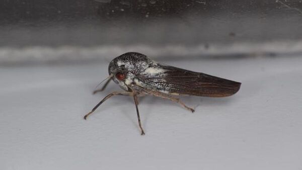 Descubierta una nueva especie de insecto "increíblemente raro"