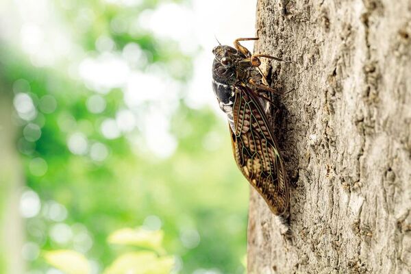 Descubierta una nueva especie de insecto “increíblemente raro” - Ciencia - ABC Color