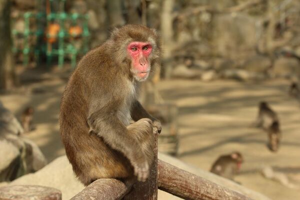 Yakei, la insólita hembra alfa lidera un grupo de macacos - Mundo - ABC Color