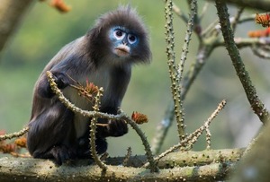 Impactante informe detalla las nuevas especies de animales y plantas descubiertas en una región asiática - Megacadena — Últimas Noticias de Paraguay