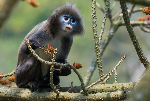Impactante informe detalla las nuevas especies de animales y plantas descubiertas en una región asiática - Megacadena — Últimas Noticias de Paraguay