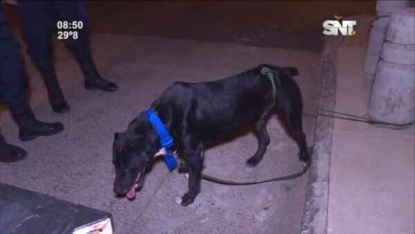 Castrarán y buscarán nueva familia al perro "mordedor "