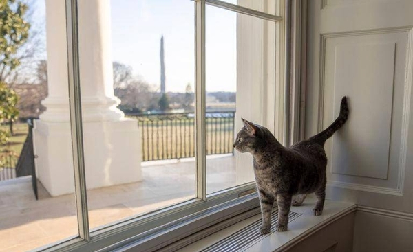 Diario HOY | Los Biden llevan a un gato a la Casa Blanca