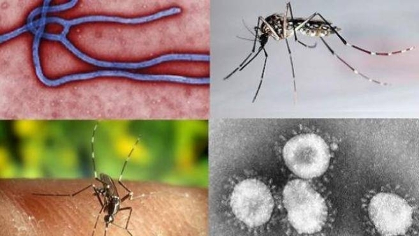 Diario HOY | OPS pide atender enfermedades tropicales tras disrupciones por la pandemia