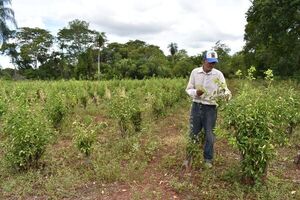 Municipio de San Pablo pide apoyo y apunta a fortalecer rubro de esencia de petitgrain - Nacionales - ABC Color