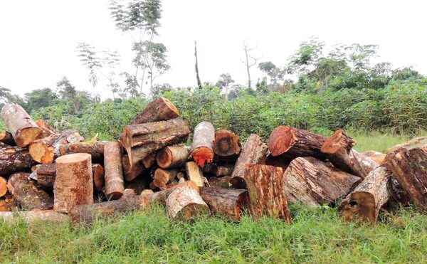 Campesinos alertan sobre deforestaciones masivas y piden salvar los últimos bosques nativos del norte – La Mira Digital