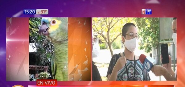 Buscan censar a distintas especies de loros que habitan nuestro país | Noticias Paraguay