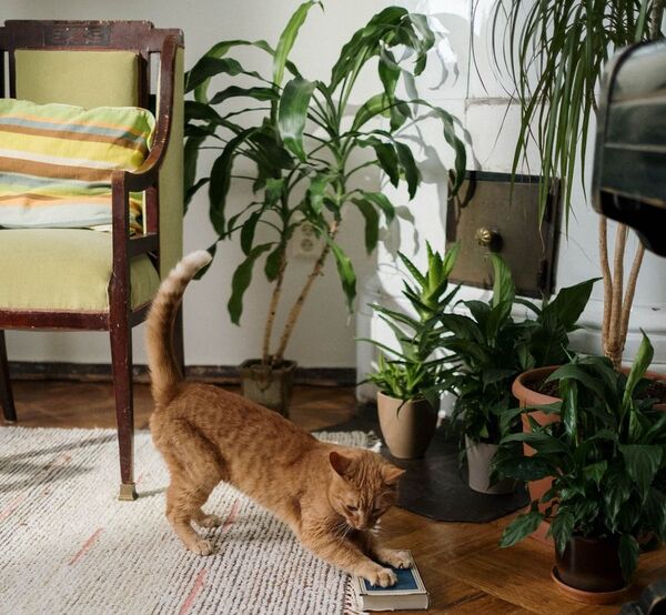 Descubrí cuáles son las plantas que pueden absorber el calor de tu casa