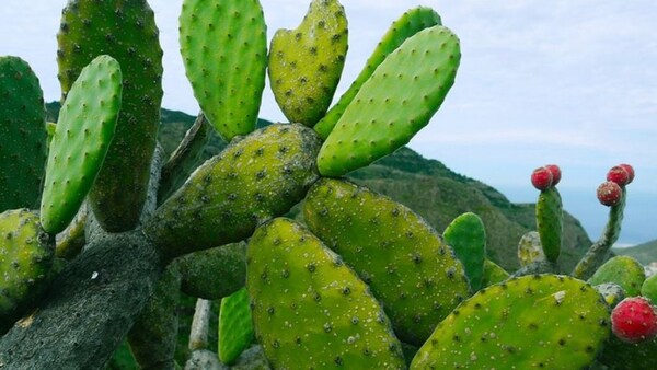 Mediante proyecto buscan exportar Nopal del Chaco paraguayo a México