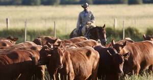 La Nación / La sequía también complica al sector de la ganadería y faena de febrero puede resentirse