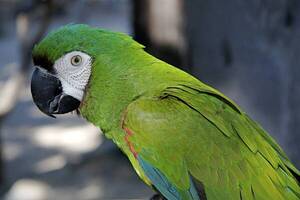 Crónica / ¡Salven a los loros!: piden no tenerlos como mascota