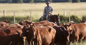 La Nación / Sequía también complica al sector de la ganadería