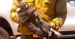 La Nación / Salvando la vida animal de los incendios