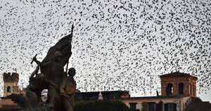 La Nación / La plaga que transforma a Roma en una película de terror
