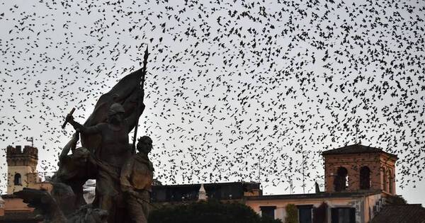 La Nación / La plaga que transforma a Roma en una película de terror