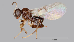 Identifican una nueva especie de avispas, la Neuroterus valhalla - Megacadena — Últimas Noticias de Paraguay
