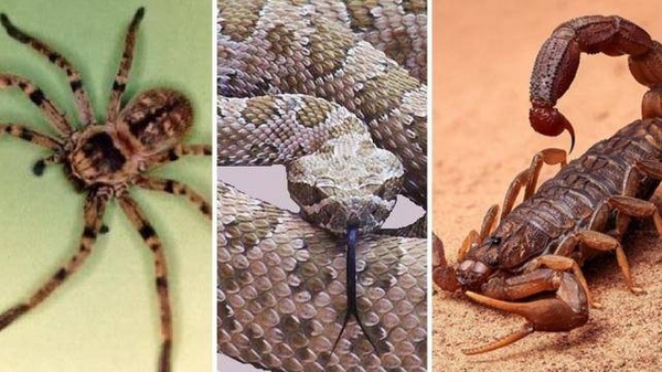 Diario HOY | Qué hacer si fue mordido o picado por un animal ponzoñoso