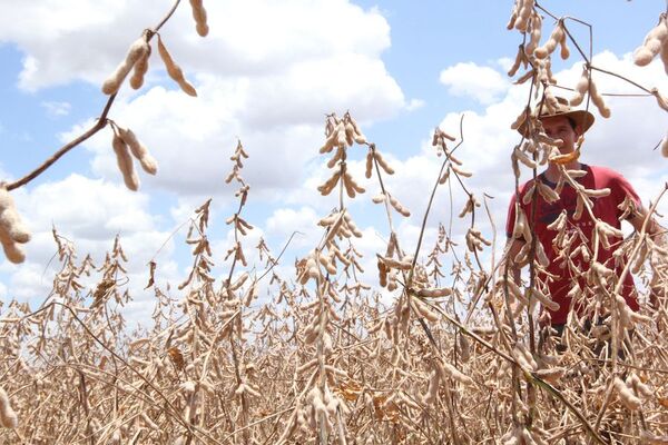 Lluvias trajeron esperanzas de producción al campo